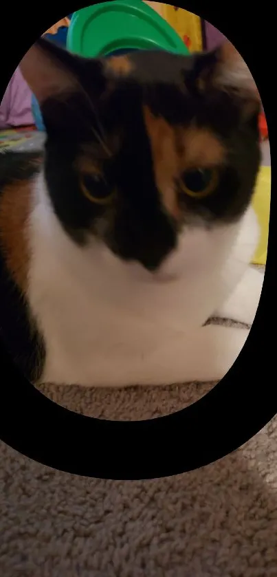 Calico cat lying on carpet in playful room with toys.