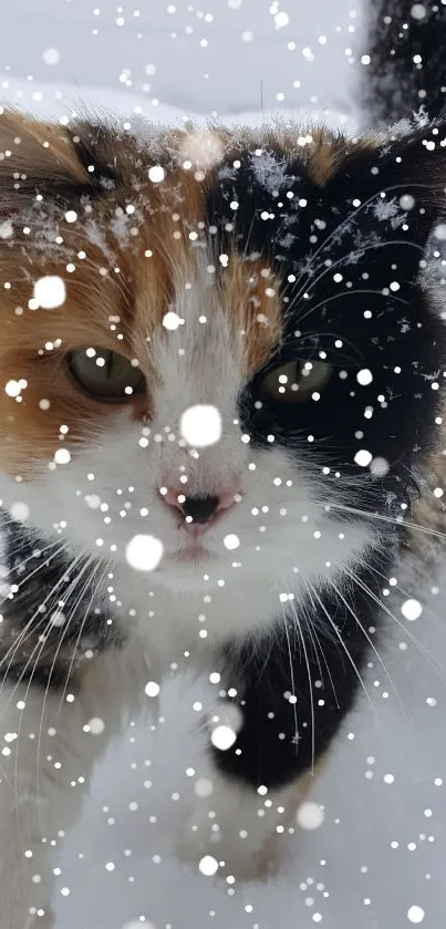 Calico cat walking through snowy landscape, close-up.