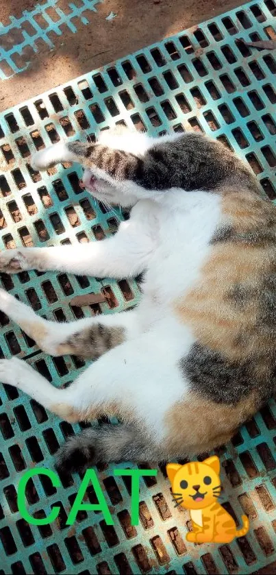 Relaxed calico cat on a turquoise grid.