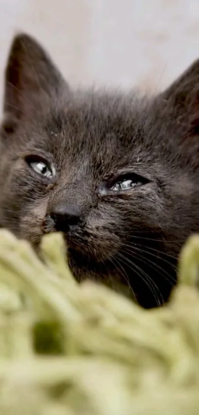 Adorable black kitten resting peacefully on soft fabric.