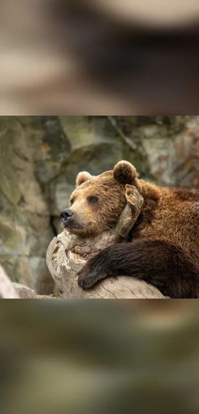 Bear resting on a log with rocky background.