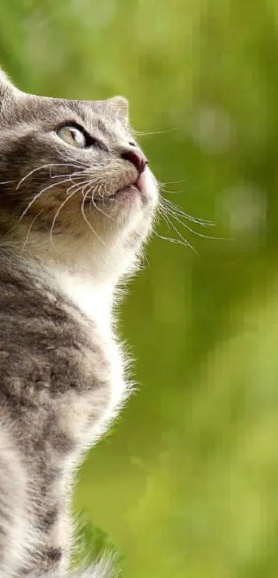 Gray cat looking thoughtful with green background.