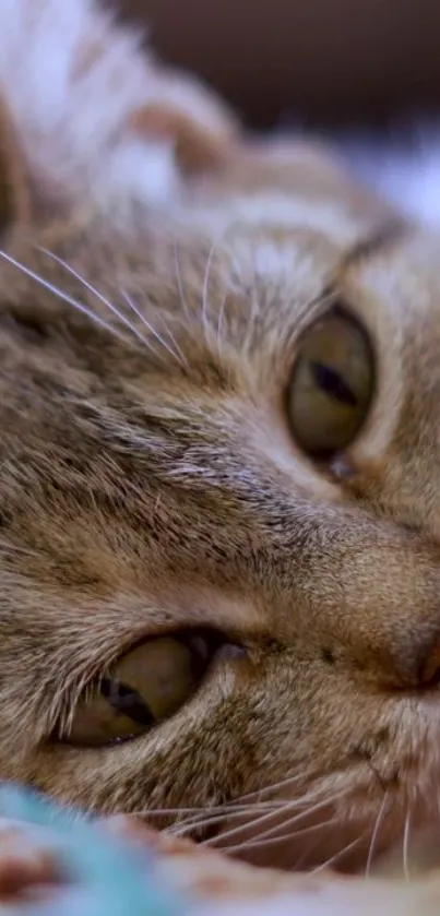 Close-up of a serene cat lying down, perfect for a calming wallpaper.