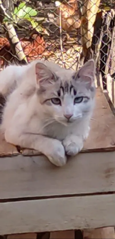 Serene cat lounging on a wooden box outdoors.