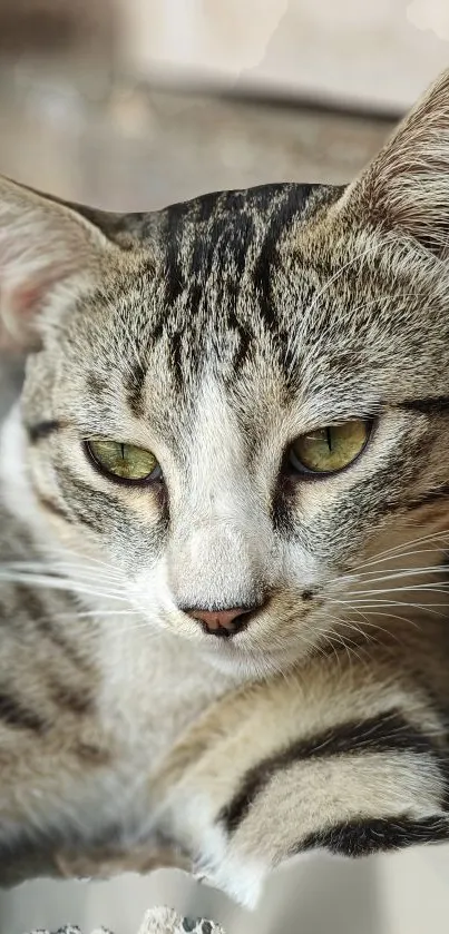 Close-up of a relaxed tabby cat with green eyes in a serene wallpaper setting.