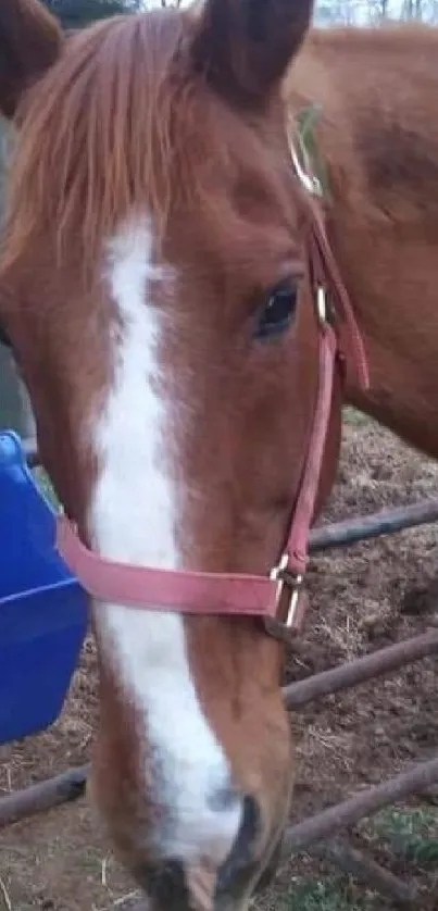 A calm chestnut horse in a rural setting with a blue water bucket.