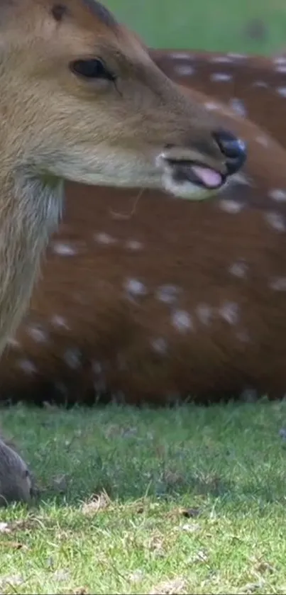 A deer relaxes in a sunlit meadow, showcasing tranquility and nature's beauty.