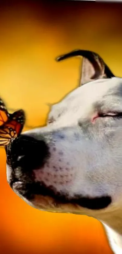 Dog with butterfly on nose, golden background.