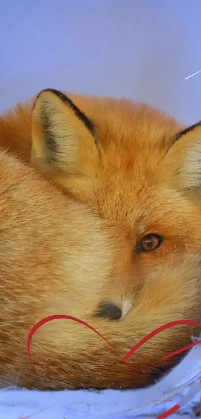 Fox resting in the snow with a peaceful expression.