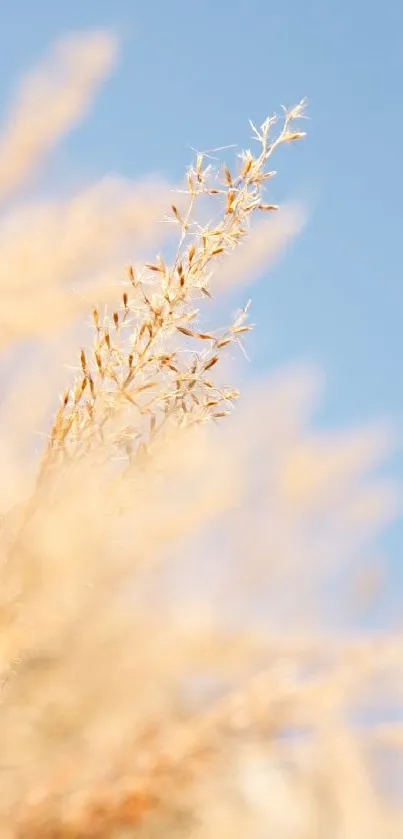 Serene wheat scene with a light blue sky in the background, perfect mobile wallpaper.