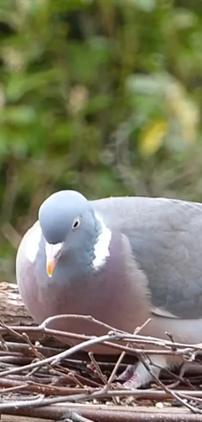 Pigeon resting on a nest in a lush green environment.