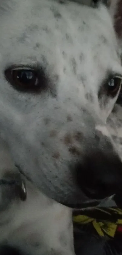 Close-up of a white spotted dog relaxing.