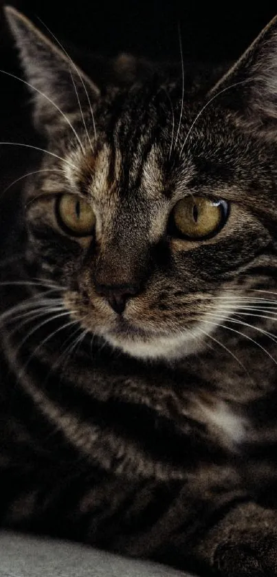 Close-up of a calm tabby cat with striking yellow eyes.