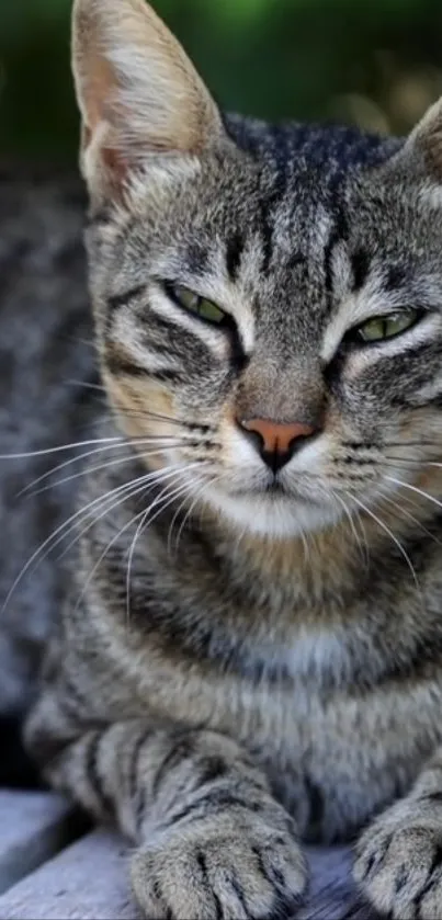 Close-up of a calm tabby cat with green eyes, lying down.