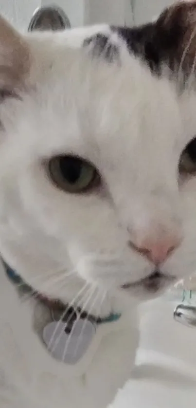 Close-up of a white cat with green eyes and a serene expression.