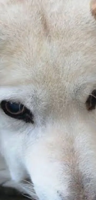 Close-up of a calm white dog's face with gentle eyes.