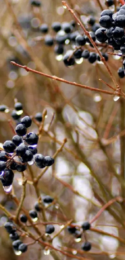 Winter berries on branches with dewdrops.