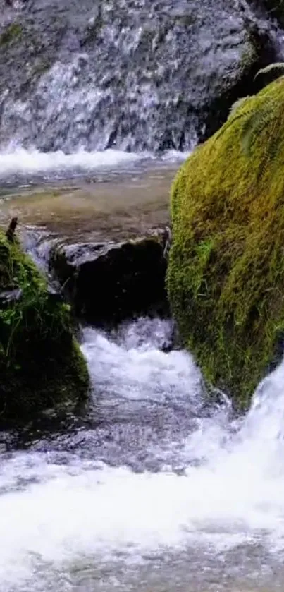 A serene stream with mossy rocks and flowing water in a tranquil setting.