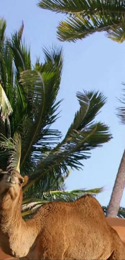 Camel standing under palm trees with blue sky backdrop.