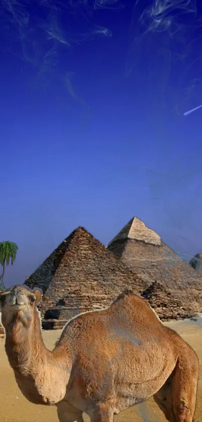 Camel in front of pyramids under a blue sky.