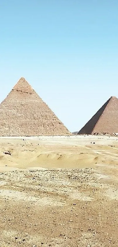 Camel standing before Egyptian pyramids in desert landscape.