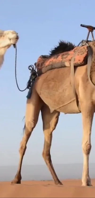 Mobile wallpaper of a camel in a desert scene.