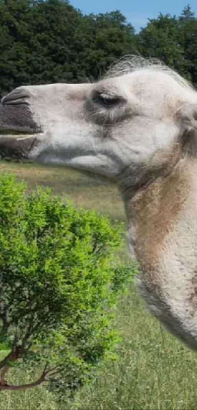 A camel in a green landscape, surrounded by lush vegetation.