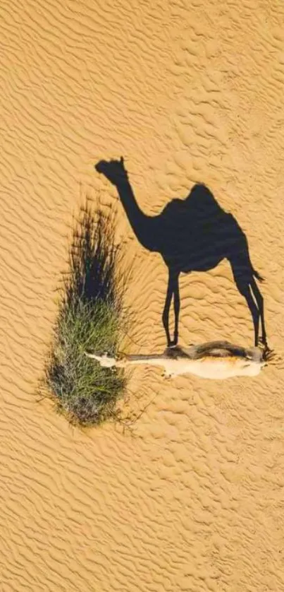 Camel shadow on golden desert dunes with a patch of green grass.