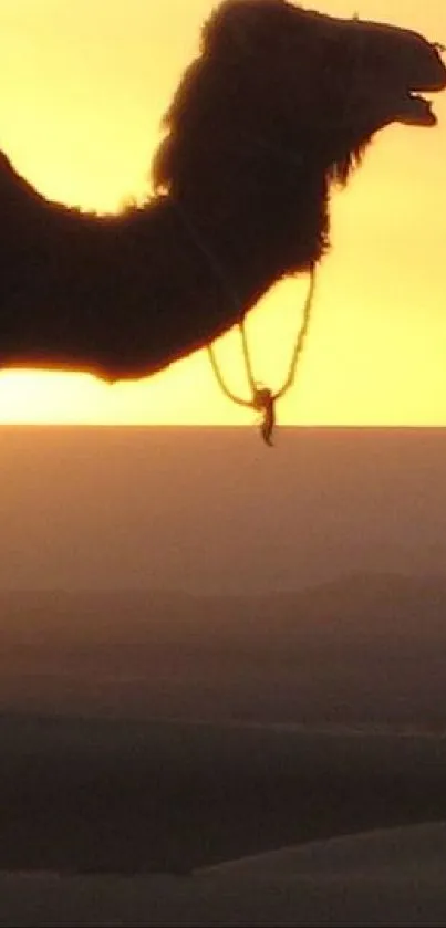 Silhouette of a camel against a golden desert sunset.