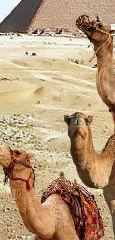 Camels in the desert with pyramid backdrop.