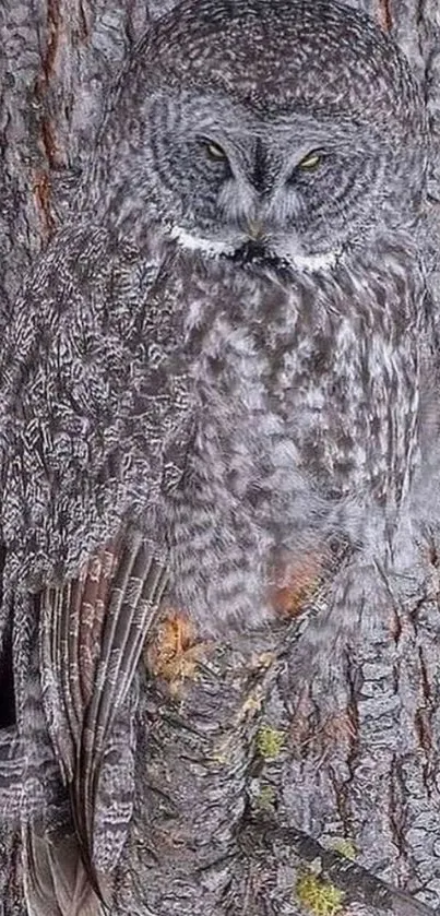 Gray owl camouflaged on tree bark, blending into natural surroundings.