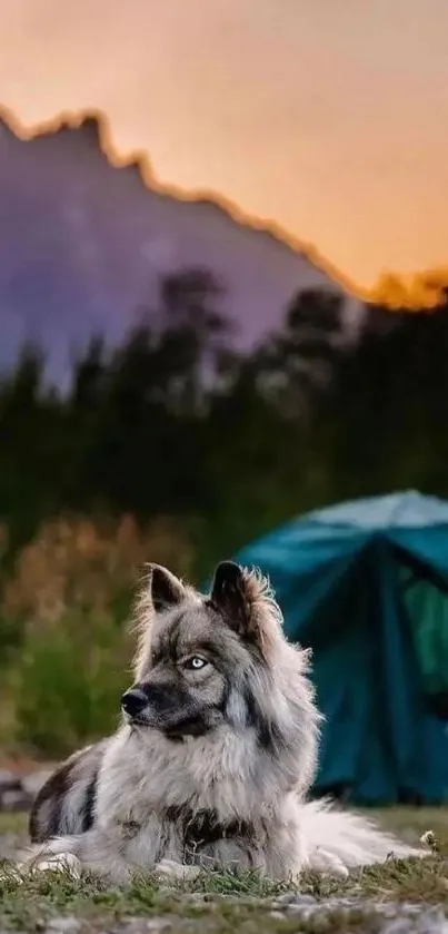 Husky resting by a green tent with mountains at sunset.