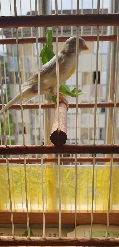 Canary perched inside a wooden cage against an urban backdrop.