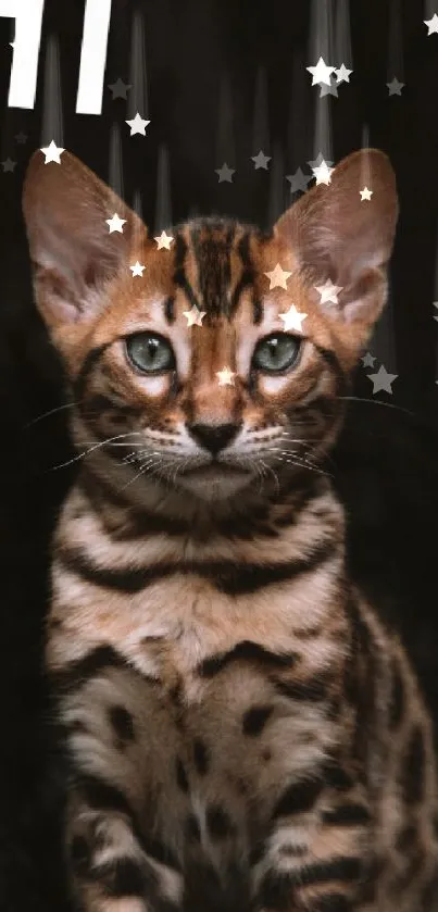 Bengal kitten with stars wallpaper design.