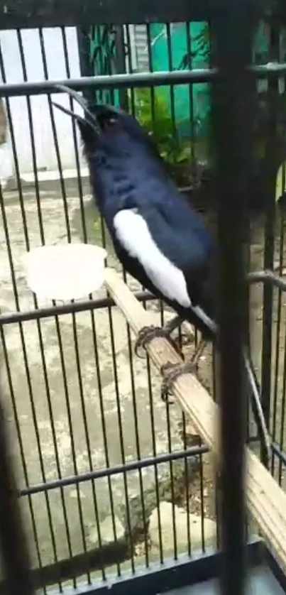 A striking black and white bird sits in a cage, offering a unique mobile wallpaper.