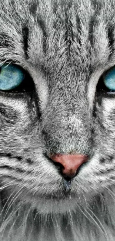 Close-up of a gray cat with striking blue eyes.