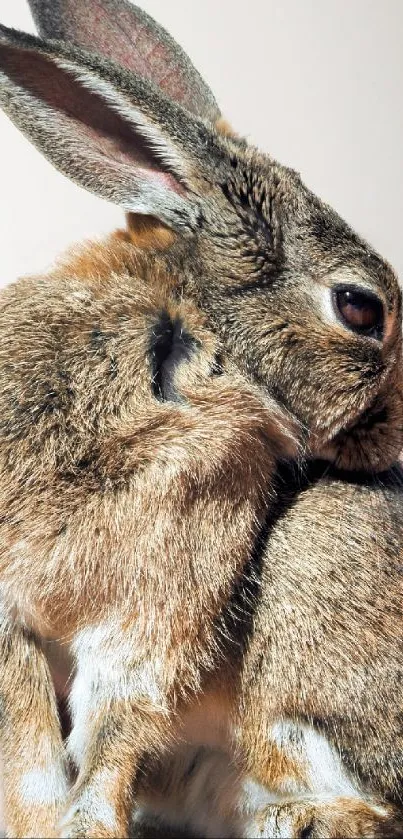 Mobile wallpaper featuring a brown rabbit with natural fur texture.