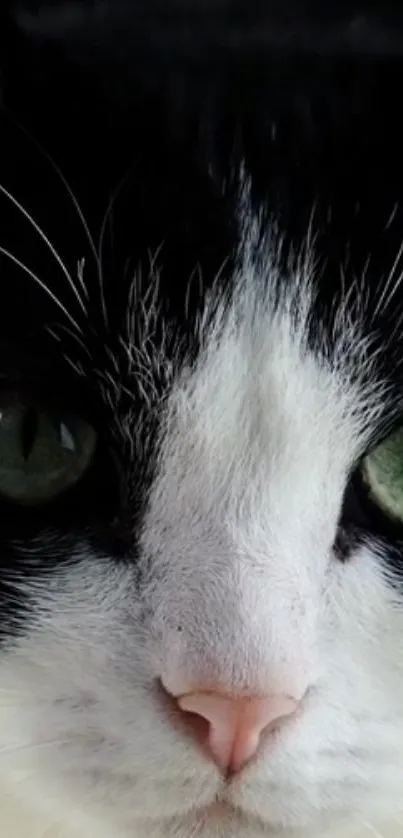 Close-up of cat with green eyes and black and white fur.