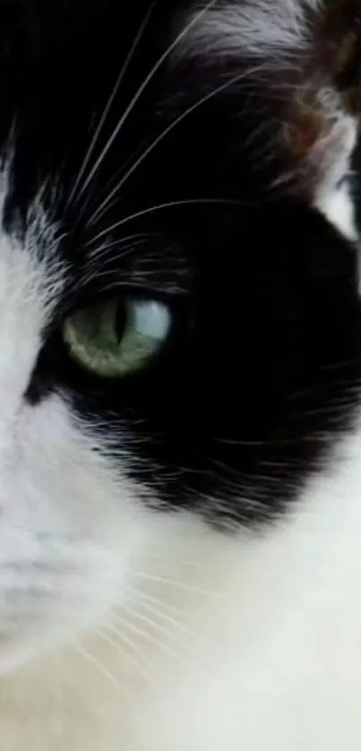 Close-up of a cat with green eye and black fur.