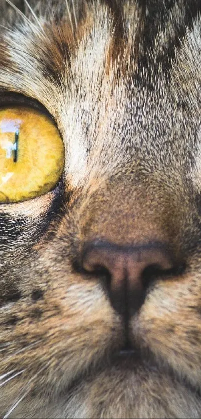 Close-up of a cat's face with stunning yellow eyes.