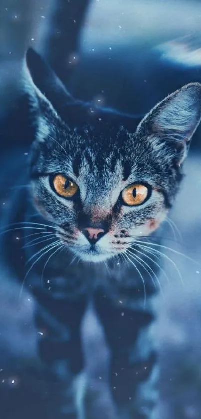 Cat with amber eyes on a dark blue background.