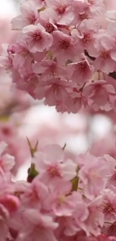 Serene cherry blossom wallpaper with pink petals in full bloom.