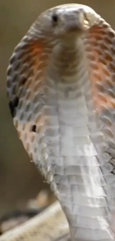 Close-up of a cobra displaying its hood in a natural setting.