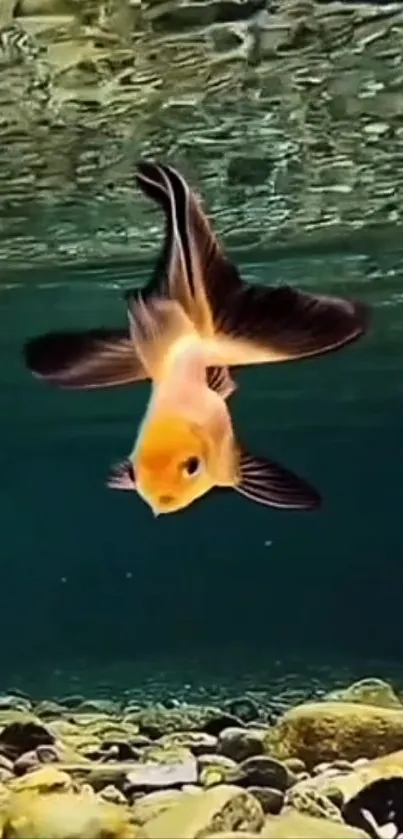 Goldfish swimming gracefully underwater with vibrant colors.