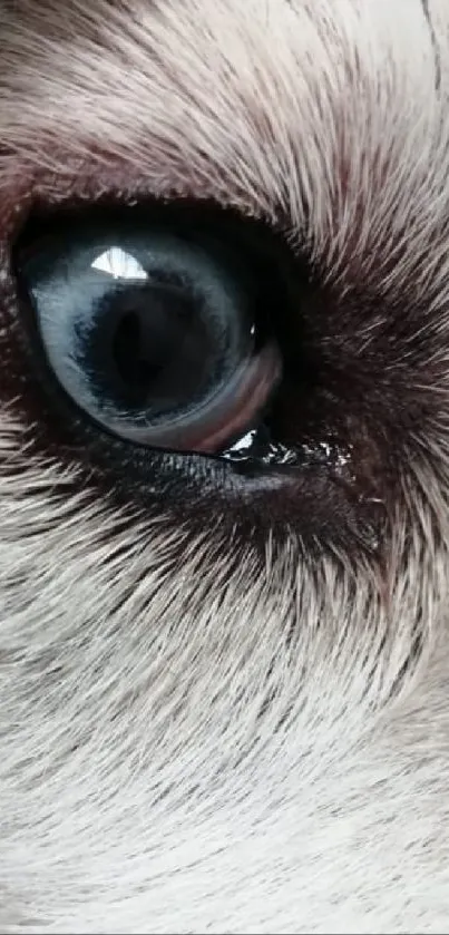 Close-up image of a dog's eye with vivid details.