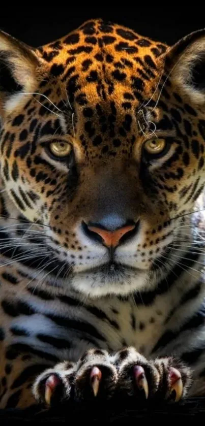 Majestic leopard staring intently in mobile wallpaper.