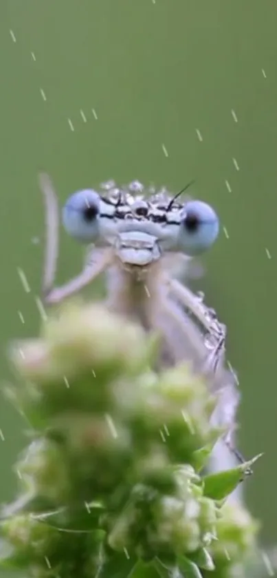 Macro shot of a dragonfly on a green plant.