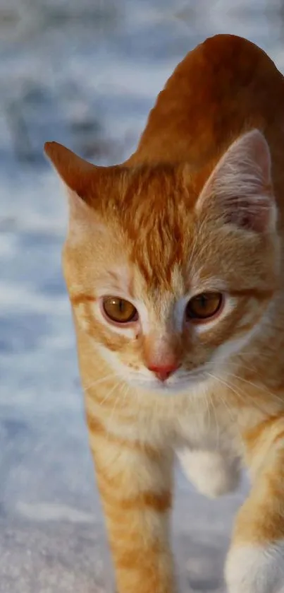 Orange cat walking on snowy path wallpaper.