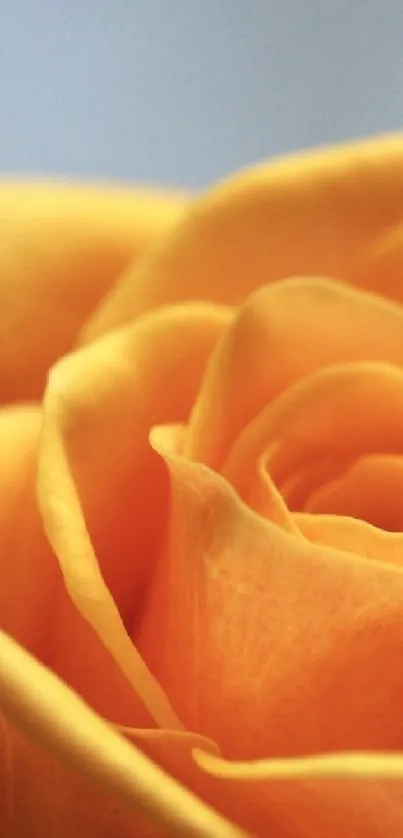 Closeup of a captivating orange rose showcasing natural beauty.