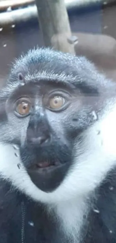 A close-up of a primate with bright eyes and unique fur patterning.